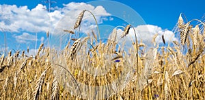 Ears of ripe barley against the blue sky