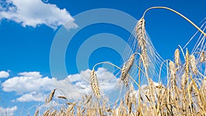 Ears of ripe barley against the blue sky