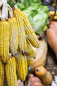 Ears of ripe corn hanging on the background