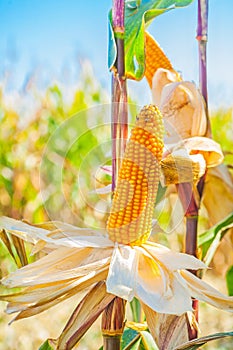 Ears of ripe corn on truks plants with blurred