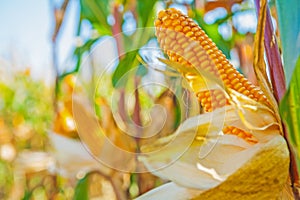 Ears of ripe corn on truks plants with blurred