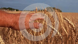 Ears of ripe golden wheat on the background of a wide field in a summer day