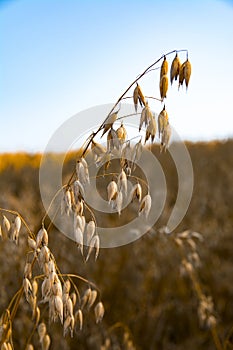 ears of ripe oats on the summer field