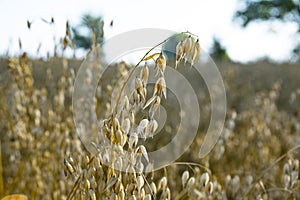 ears of ripe oats on the summer field