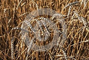 Ears of ripe wheat