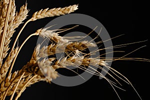 Ears ripe wheat black background