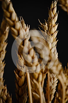 Ears ripe wheat black background