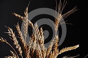 Ears ripe wheat black background