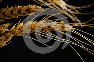 Ears ripe wheat black background