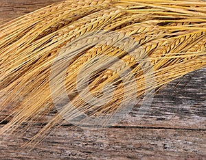 Ears of ripe wheat close up