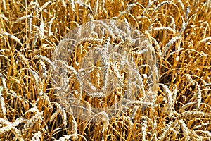 Ears of ripe wheat close up in field