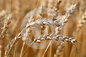 Ears of Ripe Wheat