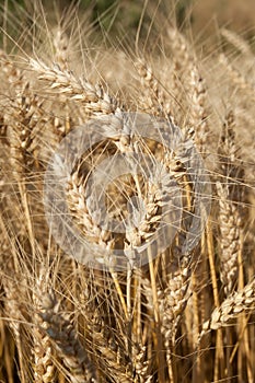 Ears of ripe wheat corn on a field