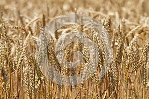Ears of ripe wheat grow in the field