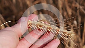 Ears of ripe wheat in a hand, close-up shot.