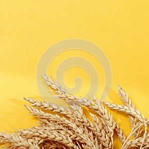 Ears of ripe wheat with shadows from light. Yellow colored background with ripening ears close up