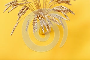 Ears of ripe wheat with shadows from light. Yellow colored vase with ripening ears close up