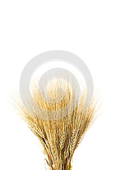 Ears of ripe yellow wheat on white background close-up