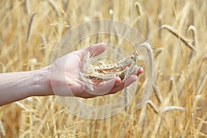 Ears of rye on hand, blur rye filed in background