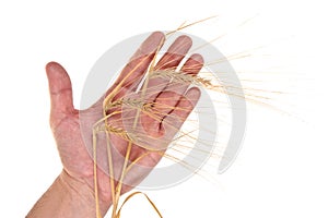 Ears of rye in the hands