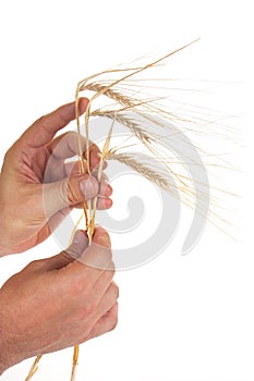 Ears of rye in the hands