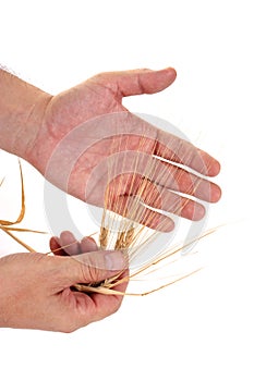 Ears of rye in the hands