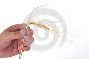 Ears of rye in the hands