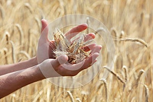 ears of rye on hands, blur rye filed in background