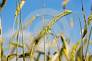 Ears of rye removed from the bottom side