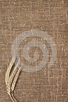 Ears of rye on sacking background
