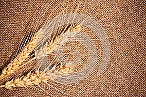 Ears of rye on the sacking background