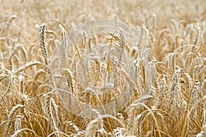 Ears of rye (wheat) cereals