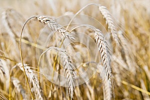 Ears of rye (wheat) cereals