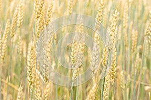 Ears of rye or wheat in the field. Agricultural fields sown with cereals