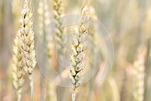 Ears of rye or wheat in the field. Agricultural fields sown with cereals