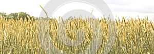 Ears of rye or wheat in the field. Agricultural fields sown with cereals. Banner