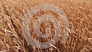 Ears spikes of wheat swaying from wind in wheat field close-up. Agro industrial