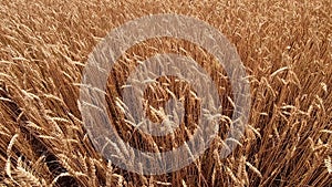 Ears spikes of wheat swaying from wind in wheat field close-up. Agro industrial