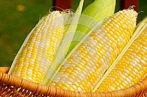 Ears of sweet corn photo