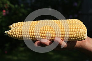 Ears of sweet corn.