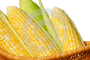 Ears of sweet corn, isolated