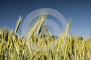 The ears of triticale and blue sky
