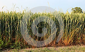 ears of unripe wheat ripening in the field in spring