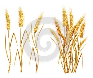 Ears of wheat