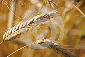 Ears of Wheat