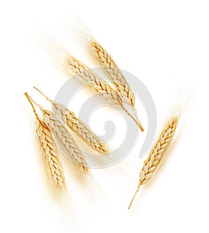 Ears of wheat