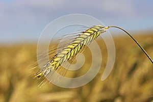 Ears of Wheat