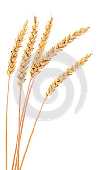 Ears of wheat