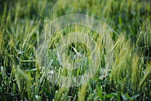 Ears of wheat