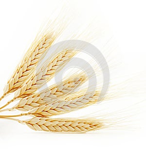 Ears of wheat